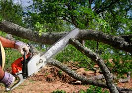 Best Tree Health Inspection  in Hudson Bend, TX